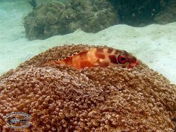 Image of Banded Reed Cod