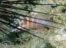 Imagem de Epinephelus fasciatus (Forsskål 1775)