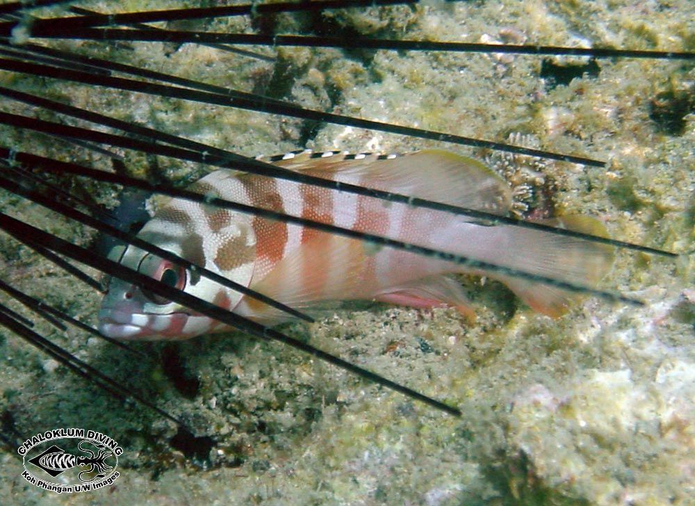 Imagem de Epinephelus fasciatus (Forsskål 1775)