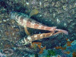 Imagem de Epinephelus fasciatus (Forsskål 1775)