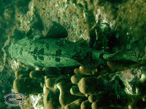 Image of Brown-marbled Grouper