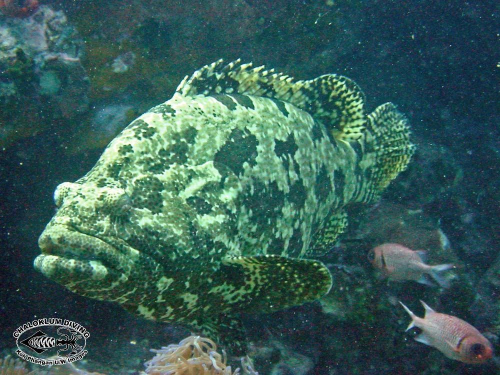Image of Brown-marbled Grouper