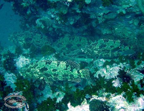 Image of Brown-marbled Grouper