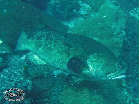 Image of Brown-marbled Grouper