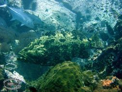 Image of Brown-marbled Grouper