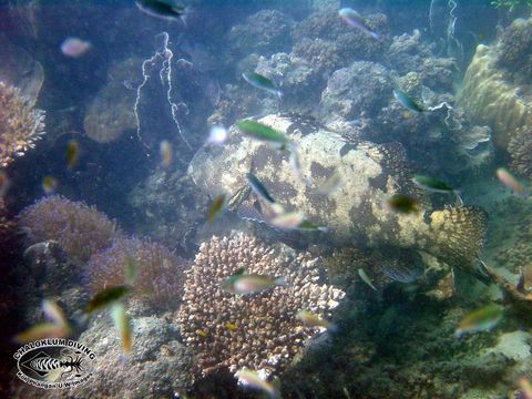 Image of Brown-marbled Grouper