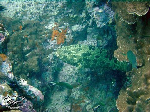 Image of Brown-marbled Grouper