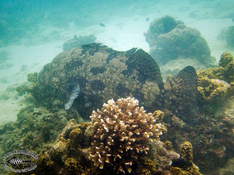 Image of Brown-marbled Grouper