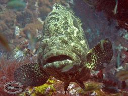 Image of Brown-marbled Grouper