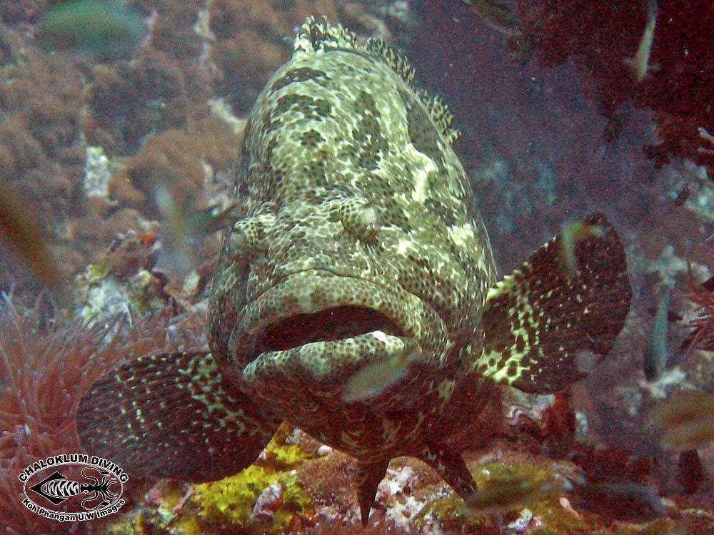 Imagem de Epinephelus fuscoguttatus (Forsskål 1775)