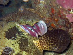 Image of Brown-marbled Grouper