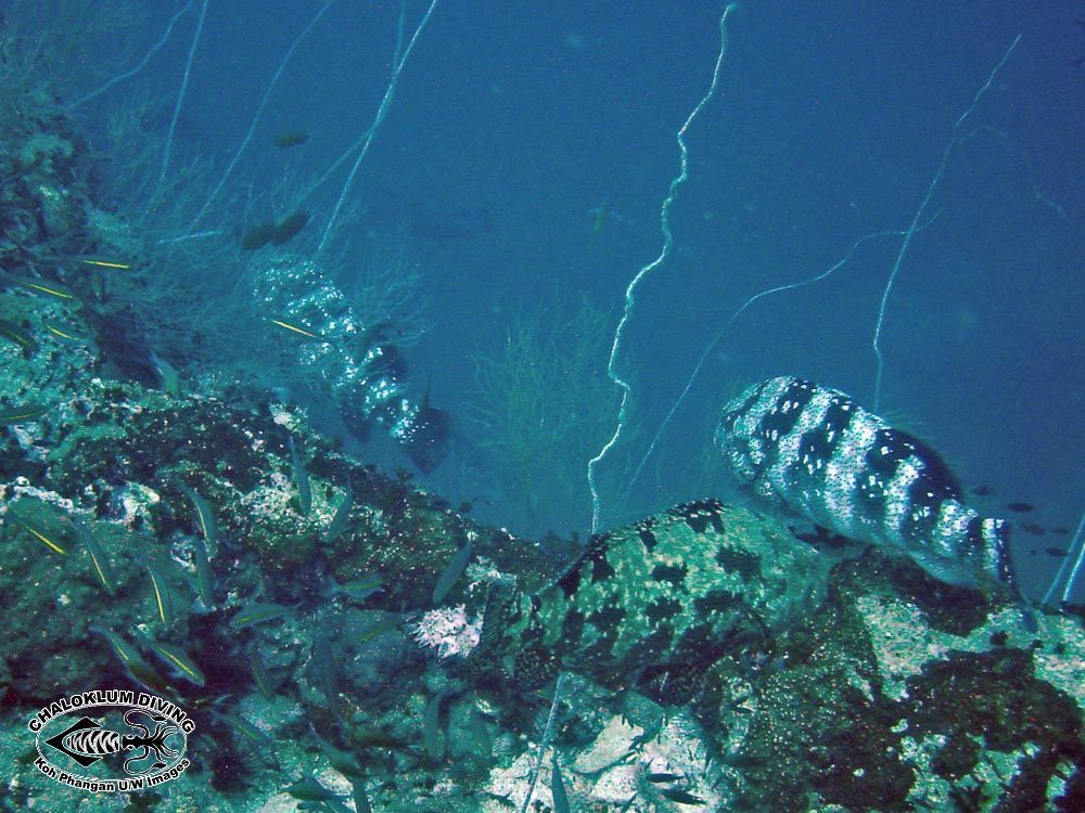 Imagem de Epinephelus fuscoguttatus (Forsskål 1775)