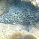 Image of Blacksaddle grouper