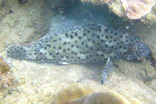 Image of Blacksaddle grouper