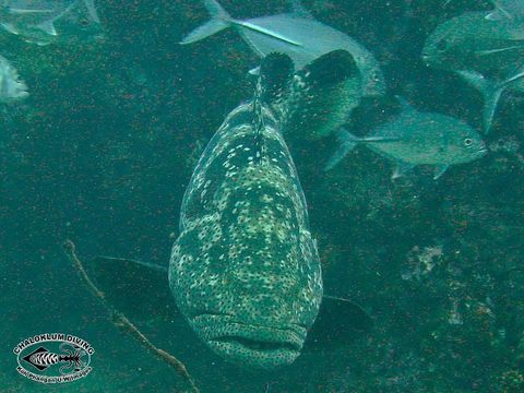 Image of Malabar Grouper