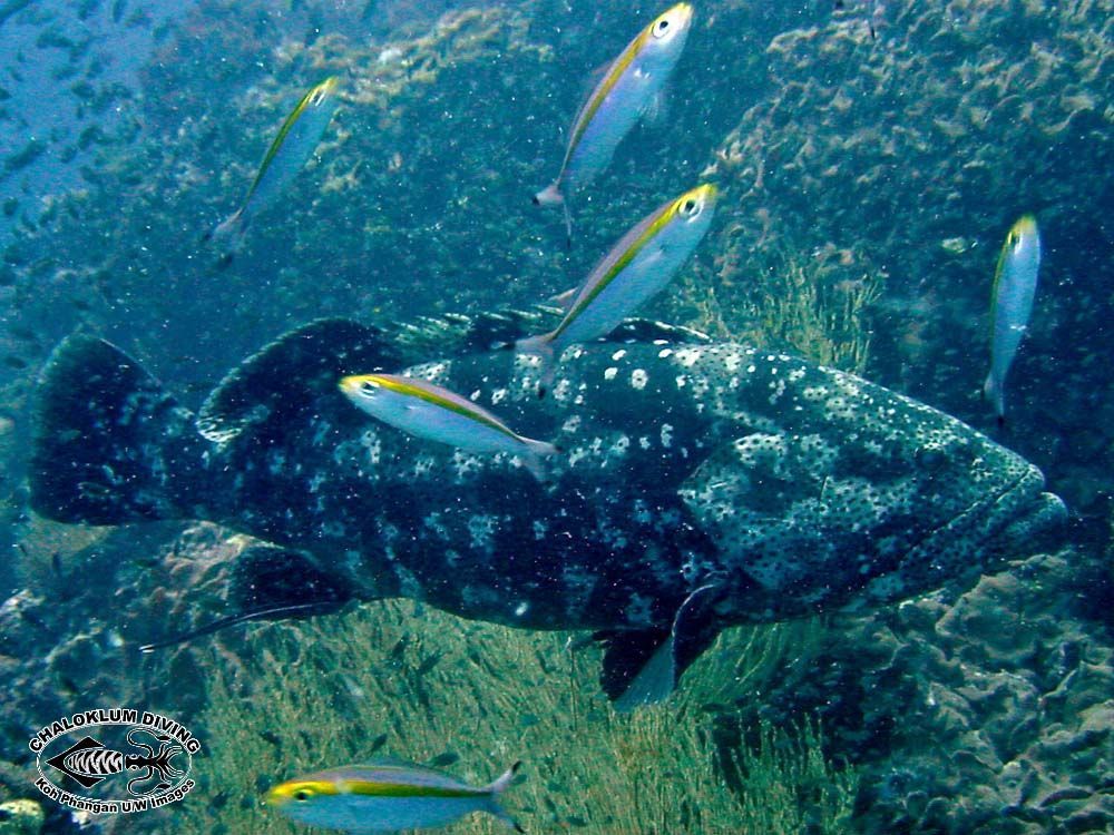 Image of Malabar Grouper