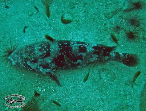 Image of Malabar Grouper