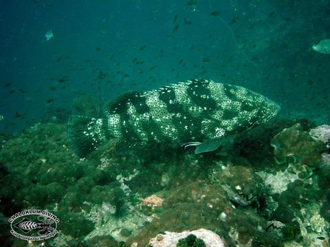 Image of Malabar Grouper