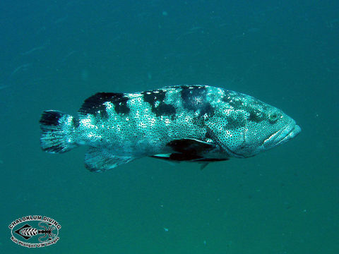 Image of Malabar Grouper