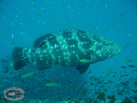 Image of Malabar Grouper