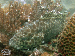 Imagem de Epinephelus merra Bloch 1793