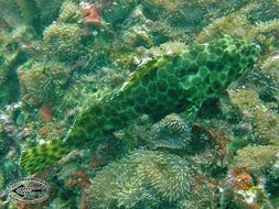 Image of Dwarf-spotted Grouper