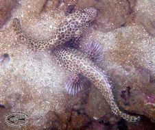 Imagem de Epinephelus merra Bloch 1793