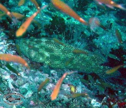 Image of Speckled-fin Rockcod