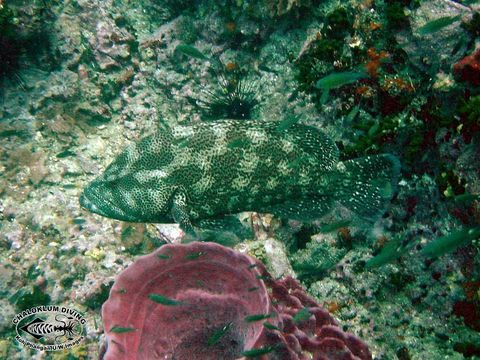 Image of Speckled-fin Rockcod