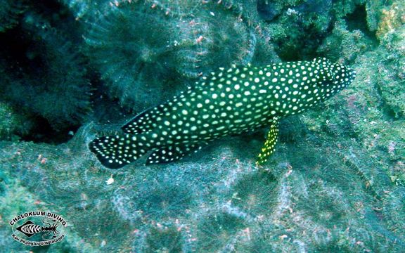 Image of Speckled-fin Rockcod