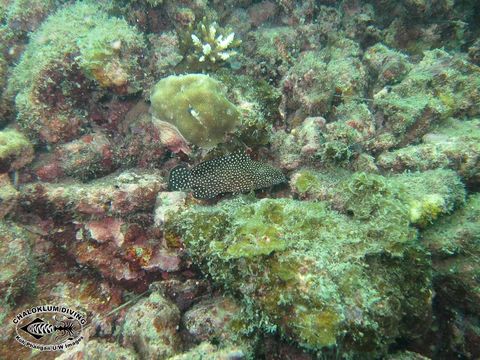 Imagem de Epinephelus ongus (Bloch 1790)