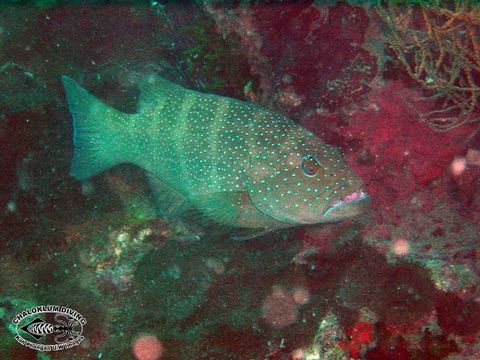 Image of Coral Trout