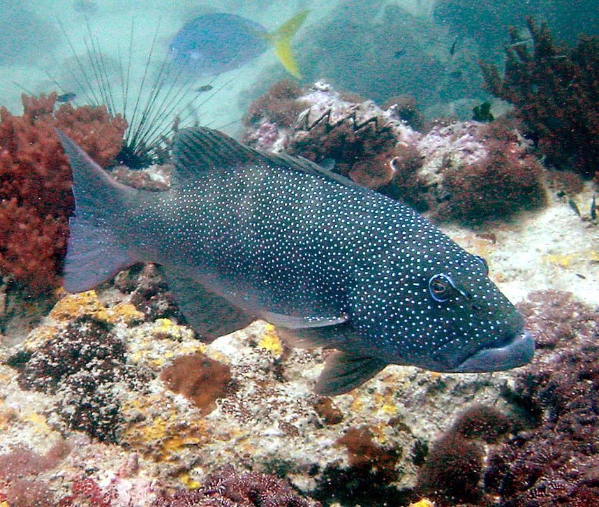 Image of Coral Trout