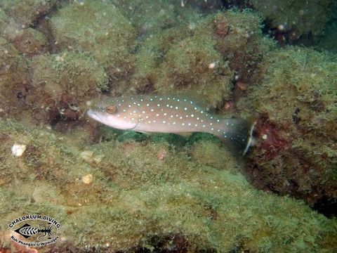 Image of Coral Trout