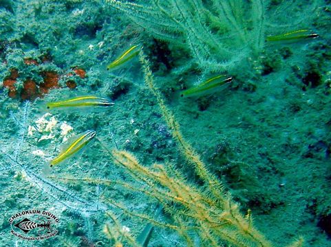 Image of Cardinalfish