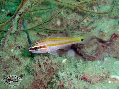 Image of Cardinalfish