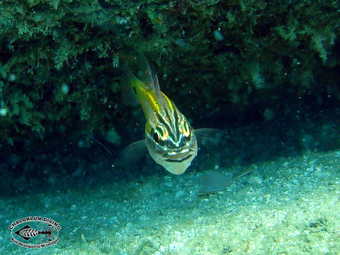 Image of Cardinalfish