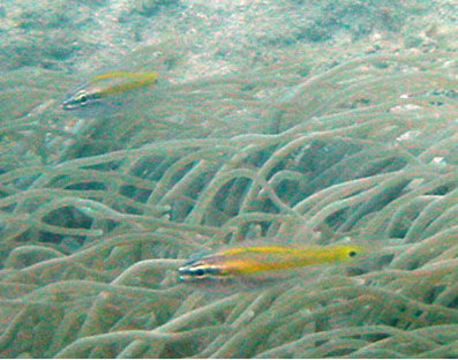 Image of Cardinalfish