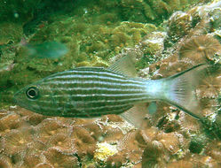 Image of Allen&#39;s cardinalfish