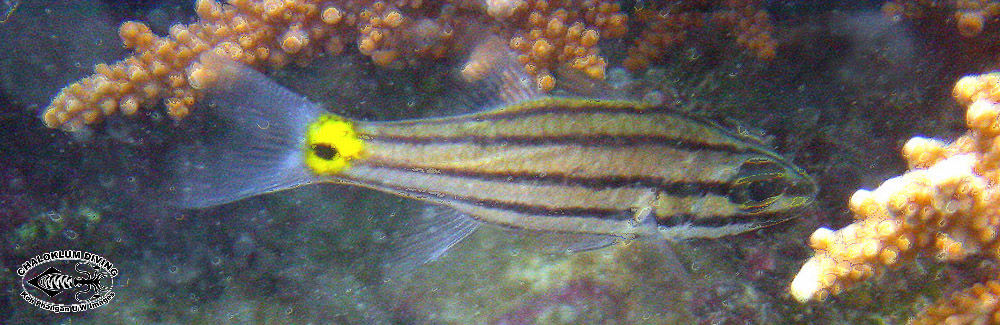 Image of Five-lined cardinalfish