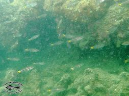 Image of Five-lined cardinalfish