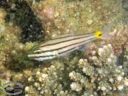 Image of Five-lined cardinalfish