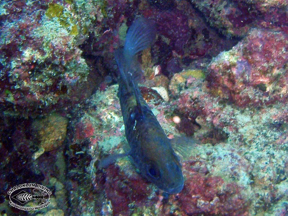 Image of Three spot cardinalfish