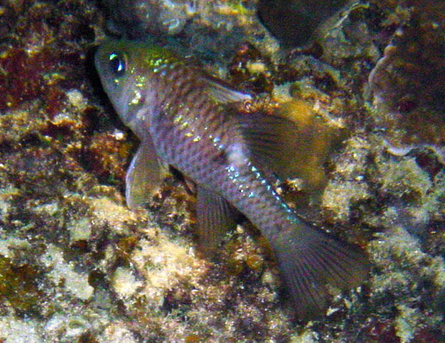 Image of Three spot cardinalfish