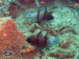 Image of Three spot cardinalfish