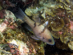 Image of Three spot cardinalfish