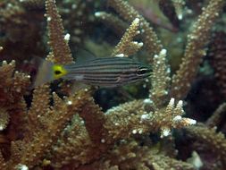 Image of Wolf cardinalfish