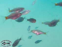 Image of Wolf cardinalfish