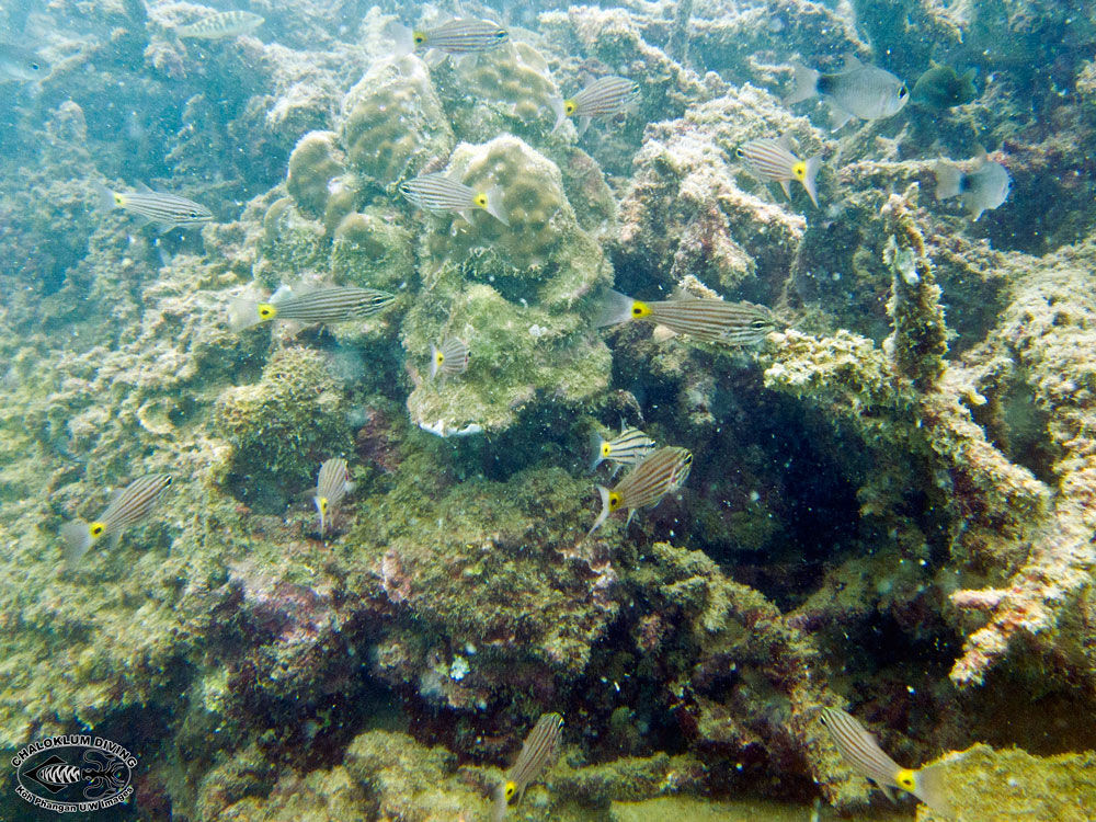 Image of Wolf cardinalfish