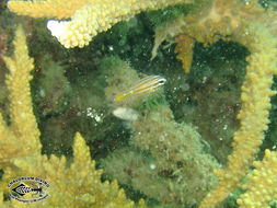 Image of Apogon cyanosoma